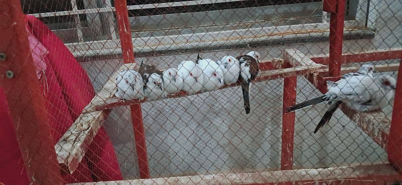 pied dove and red pied fawn java 0