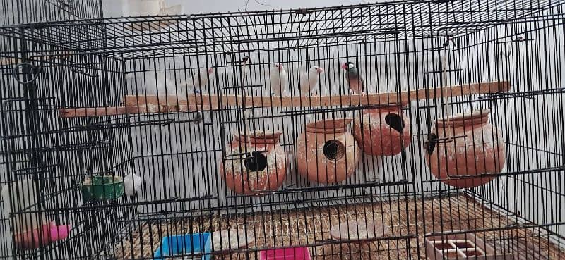 pied dove and red pied fawn java 4