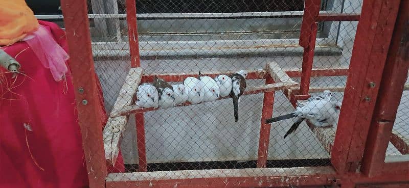 pied dove and red pied fawn java 6