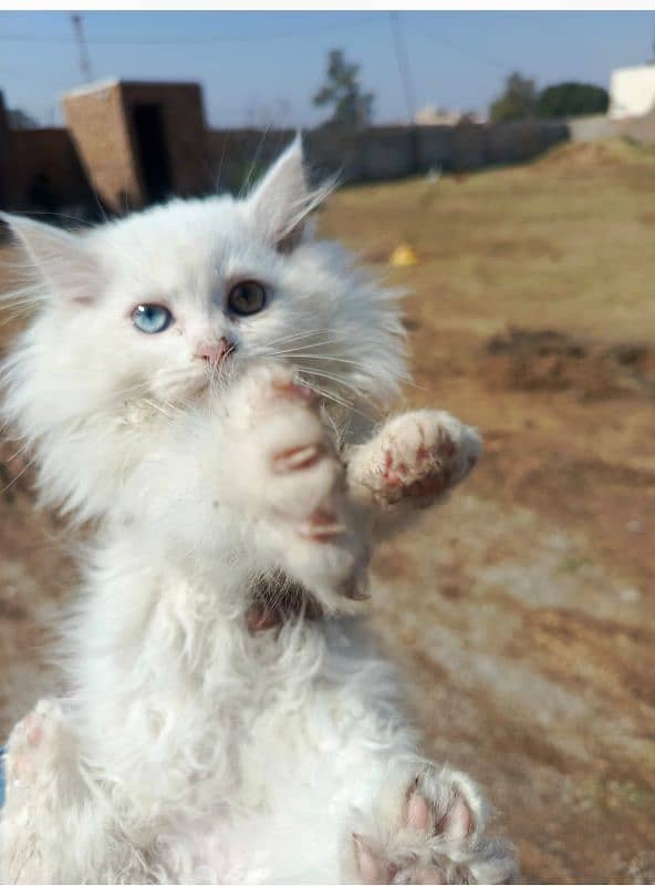 kittens male/female 3 white 1 ash 1