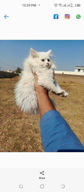 kittens male/female 3 white 1 ash 2