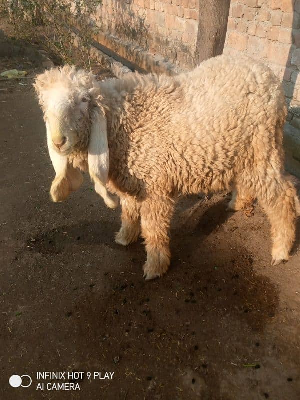 sheep female 2