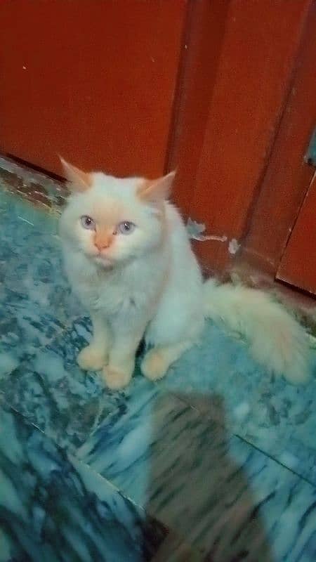 Persian triple coat cat 1