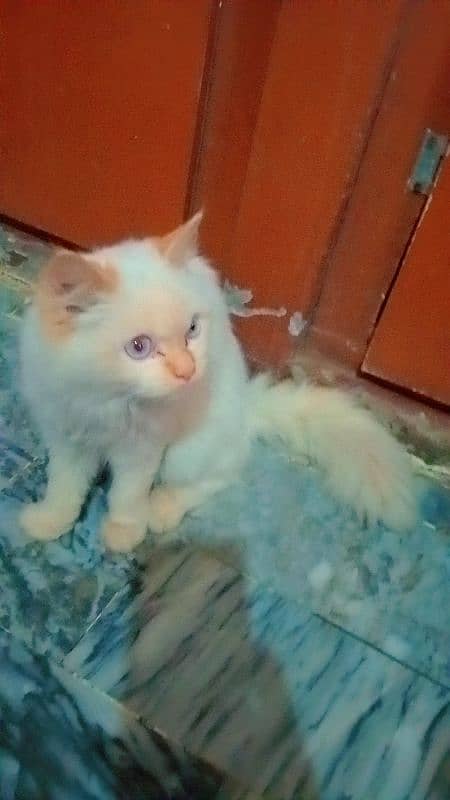 Persian triple coat cat 2