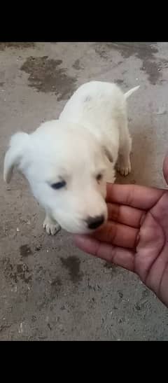 urgent for sale cute puppy very friendly and play ful baby