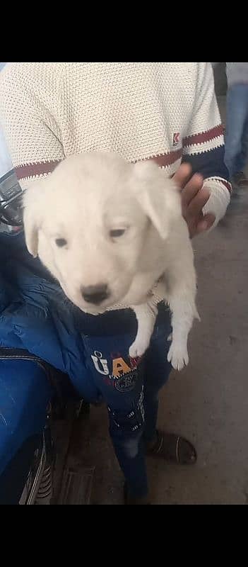 urgent for sale cute puppy very friendly and play ful baby 1