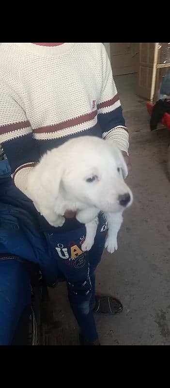 urgent for sale cute puppy very friendly and play ful baby 2