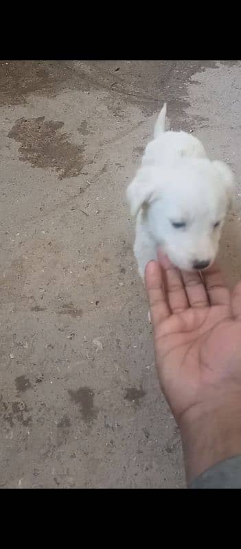 urgent for sale cute puppy very friendly and play ful baby 3