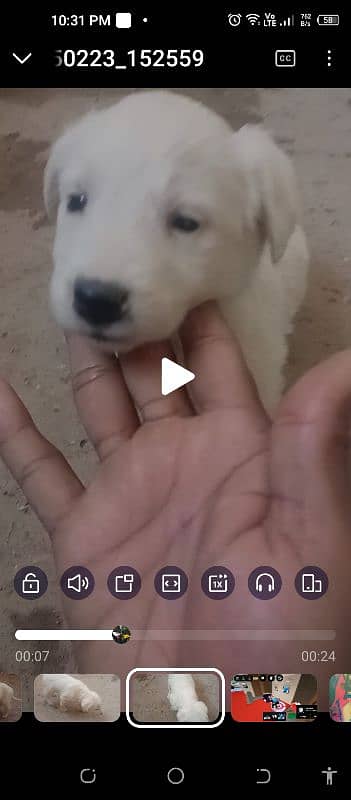 urgent for sale cute puppy very friendly and play ful baby 4