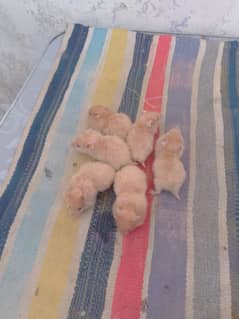 Baby hamsters