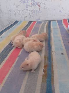 Baby hamsters