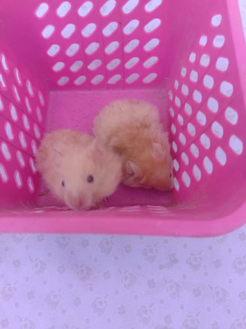 Baby hamsters 3