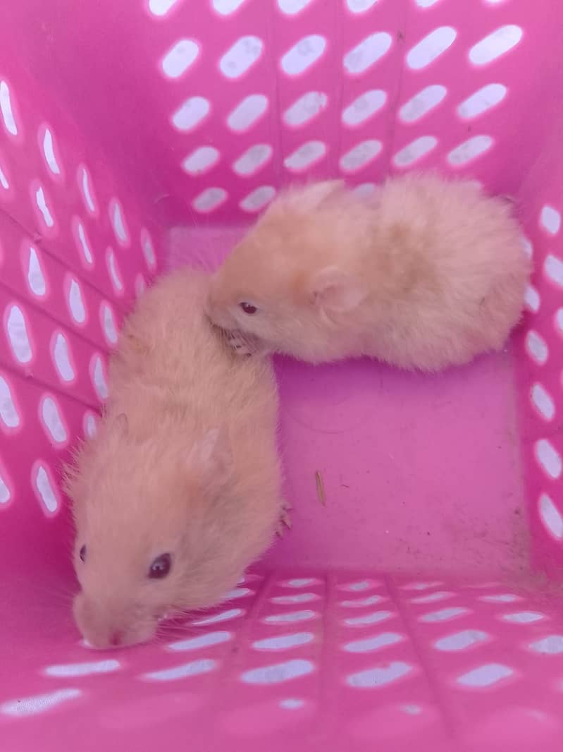 Baby hamsters 4