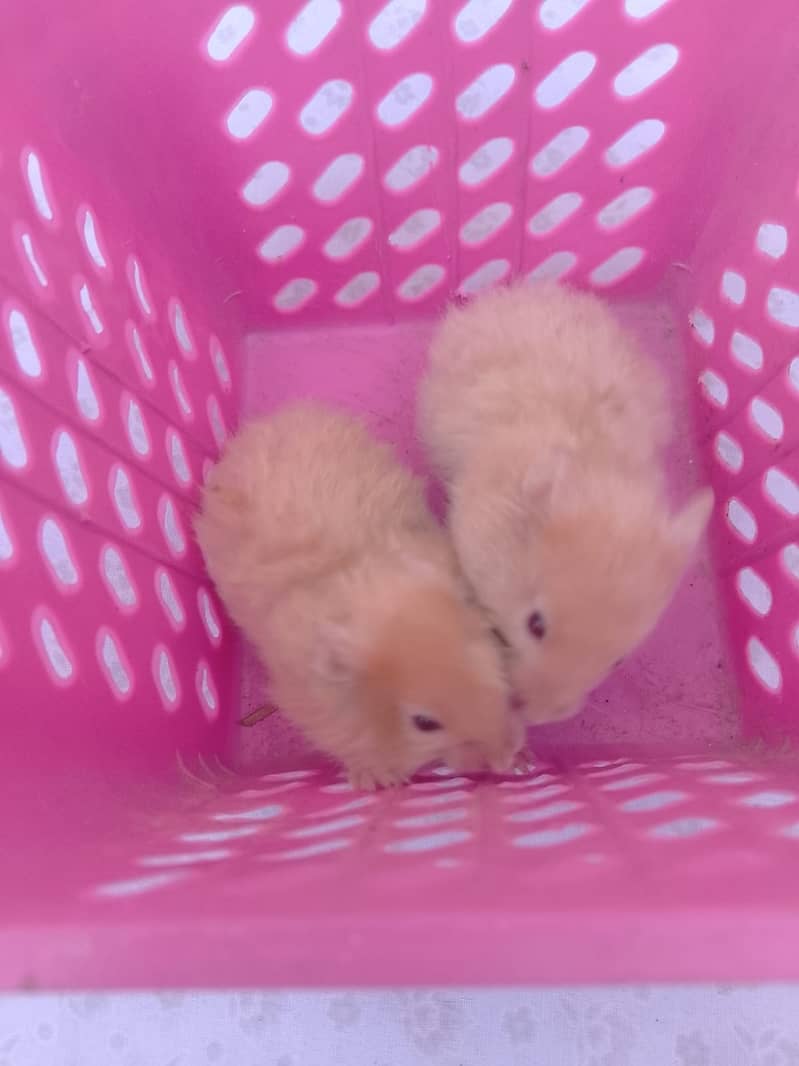 Baby hamsters 5