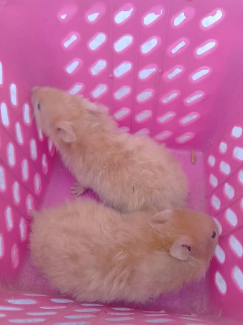 Baby hamsters 6