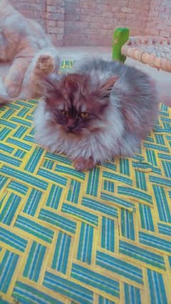 Cat /Persian Cat /Persian cats for sale