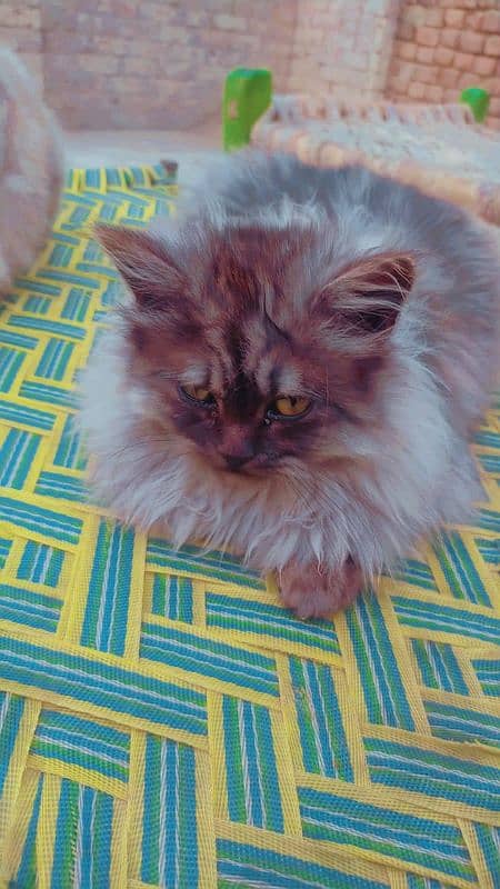 Cat /Persian Cat /Persian cats for sale 1