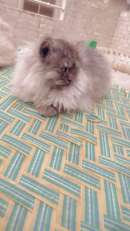 Cat /Persian Cat /Persian cats for sale 3