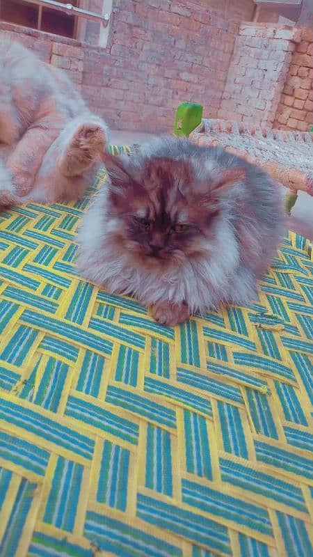 Cat /Persian Cat /Persian cats for sale 4