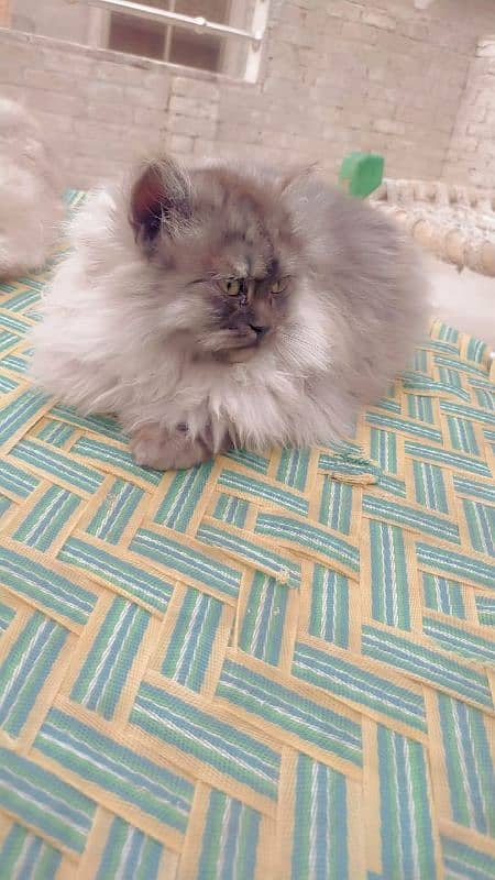 Cat /Persian Cat /Persian cats for sale 5