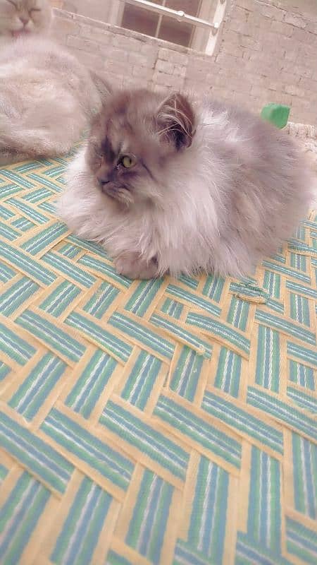 Cat /Persian Cat /Persian cats for sale 6