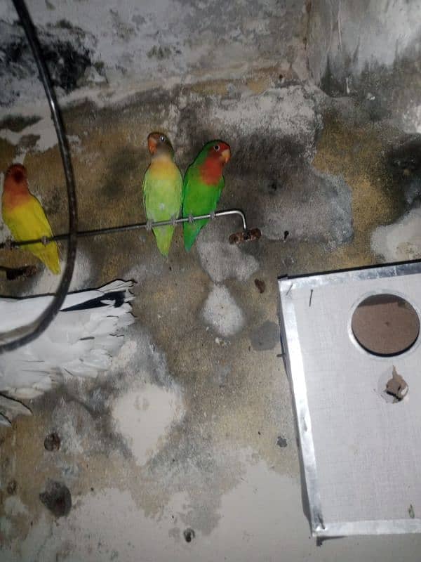 parrot & lovebirds for sale 12