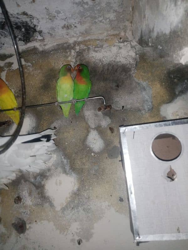 parrot & lovebirds for sale 13