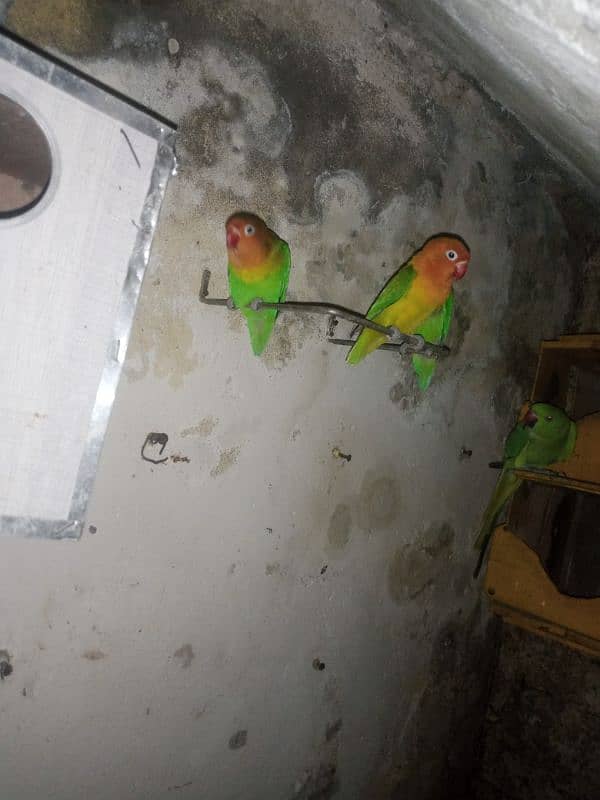 parrot & lovebirds for sale 14