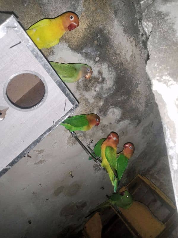 parrot & lovebirds for sale 15