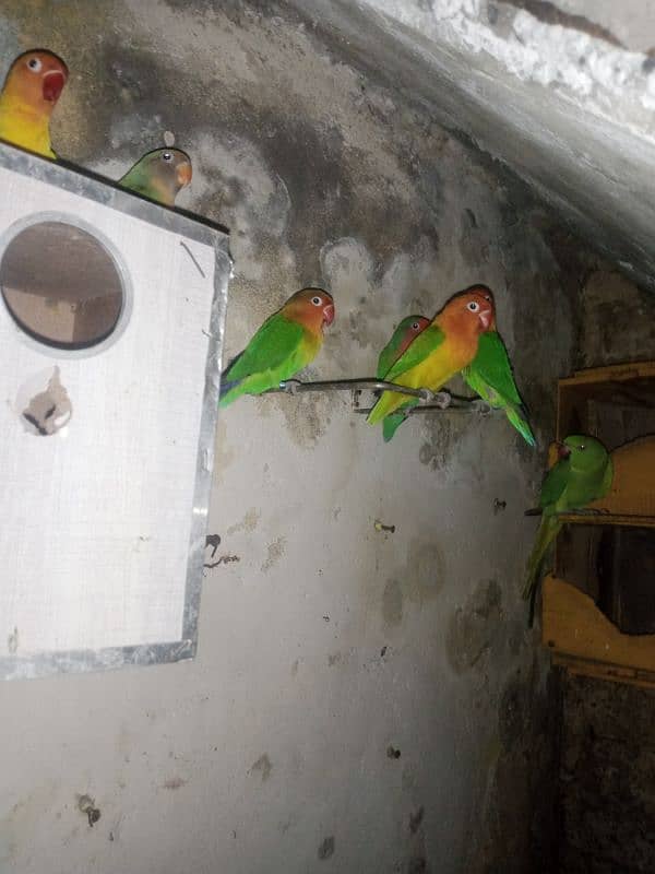 parrot & lovebirds for sale 16