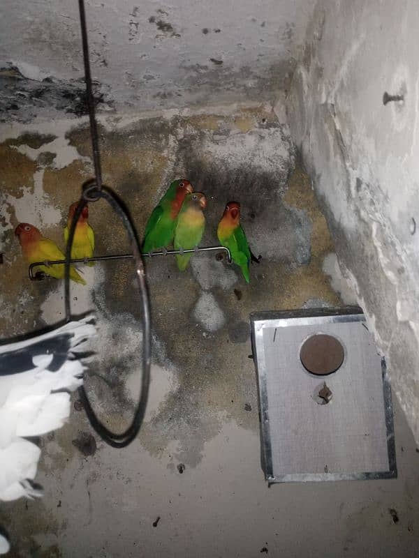 parrot & lovebirds for sale 17