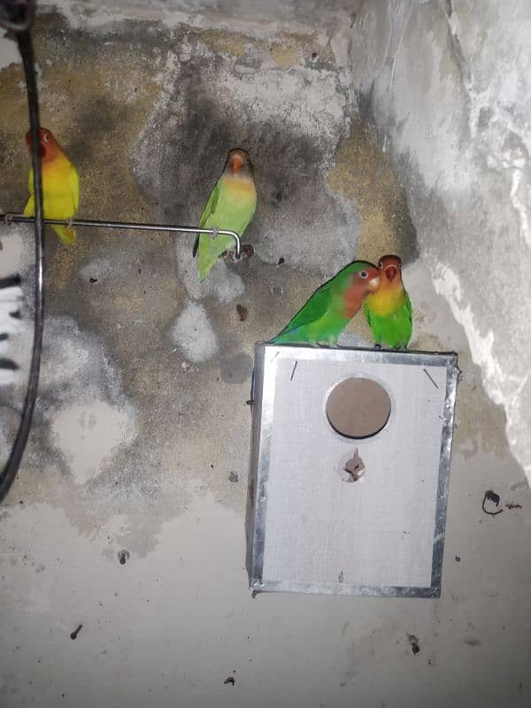 parrot & lovebirds for sale 18