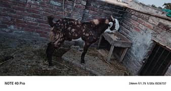 fresh 2 dant Bakra available 03097758859 what's app