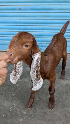 Mashallah cute baby female goat 25days old healthy and active