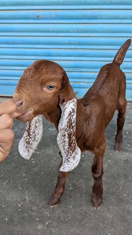 Mashallah cute baby female goat 25days old healthy and active 0