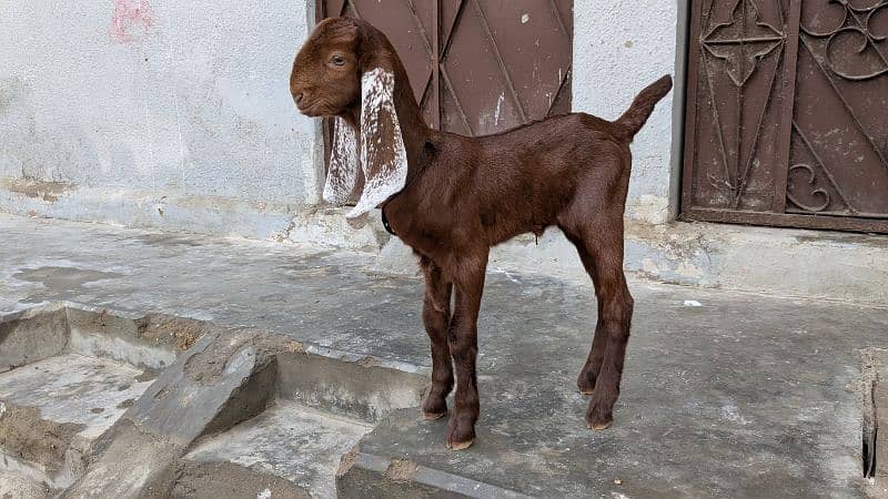 Mashallah cute baby female goat 25days old healthy and active 1