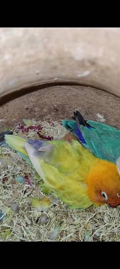 blue, lotino parsonata pasnata Fischer parrots voilet black mouve