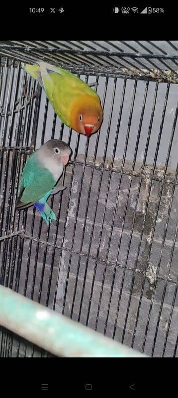 blue, lotino parsonata pasnata Fischer parrots voilet black mouve 3