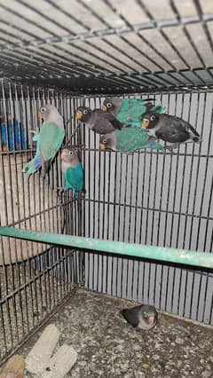 blue, lotino parsonata pasnata Fischer parrots voilet black mouve