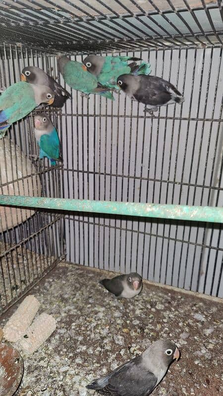 blue, lotino parsonata pasnata Fischer parrots voilet black mouve 5