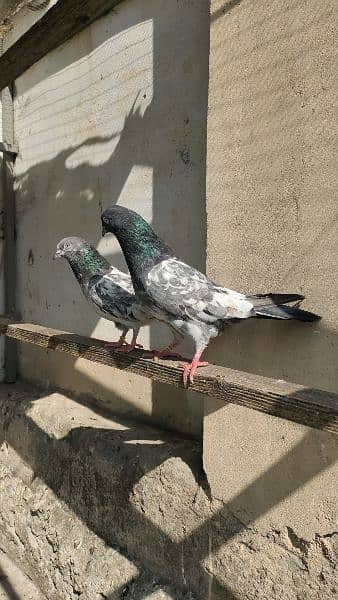 Pure Ferozpuri Breeder Pair 1