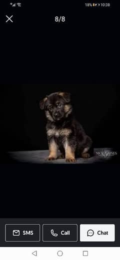 Shepherd breed lovely puppy