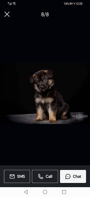 Shepherd breed lovely puppy 0