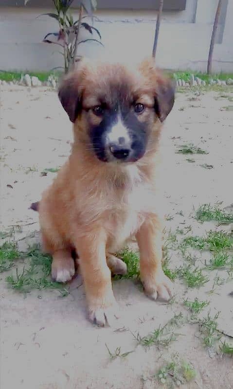 Shepherd breed lovely puppy 2