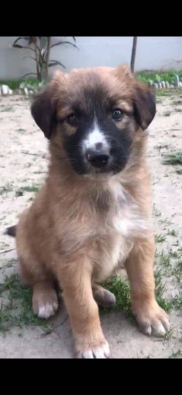 Shepherd breed lovely puppy 4