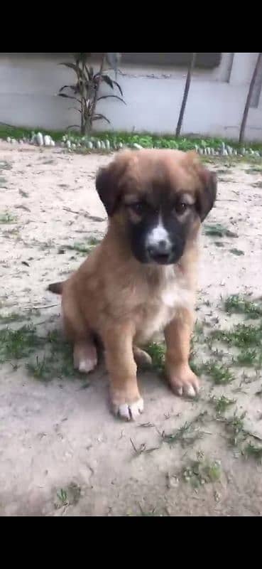 Shepherd breed lovely puppy 6