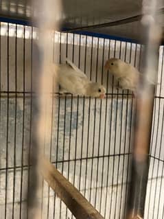 Albino split/ Cremino x Albino Split/Parblue ino red eye with egg