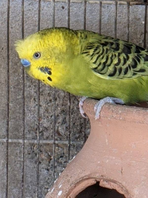 Australian parrot 5