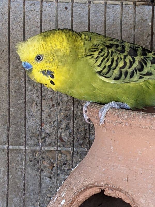 Australian parrot 10