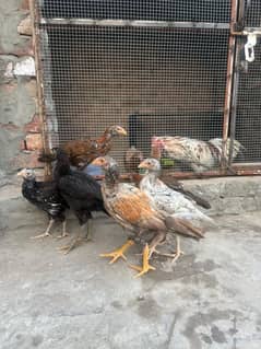 Mianwali & Black Thai Mix Aseel Chicks